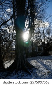 Sun shining through tree - park in winter