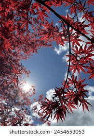 Sun shining through tree with red leaves