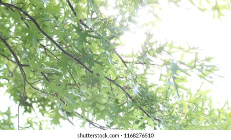 Sun Shining Through Trees