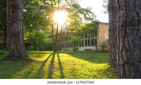 Sun Shining Through Trees