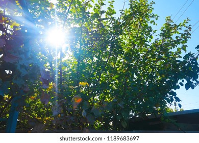 sun shining through trees