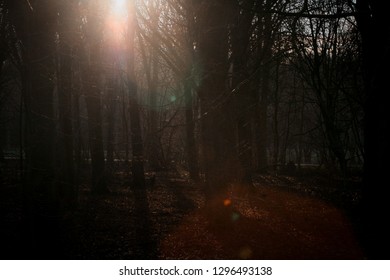 Sun shining through the trees