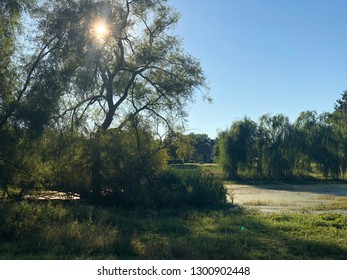 Sun Shining Through Trees
