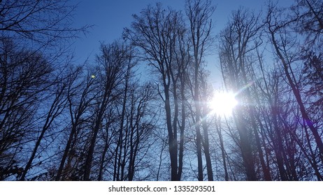 sun shining through trees