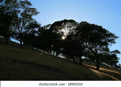 Sun Shining Through Trees