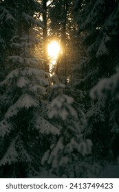 sun shining through the trees