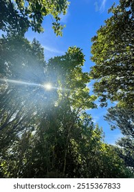 Sun shining through the trees 