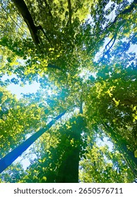 Sun Shining Through the Trees