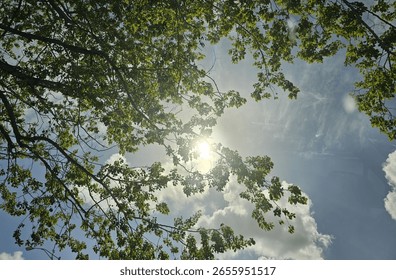 Sun shining through the trees