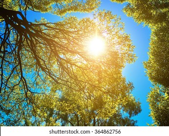 Sun shining through the trees