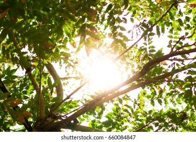 the sun shining through trees