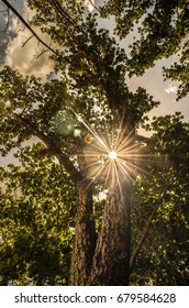 Sun shining through trees