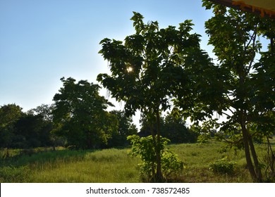 Sun Shining Through The Trees