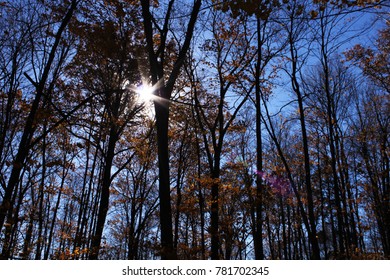 Sun Shining Through Trees