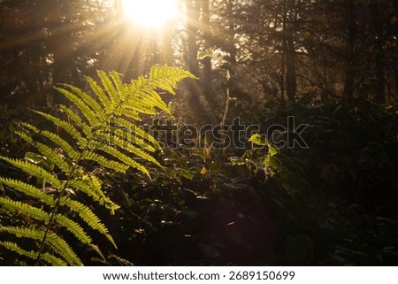 The sun shining through trees in a dark autumn forest with fern plants