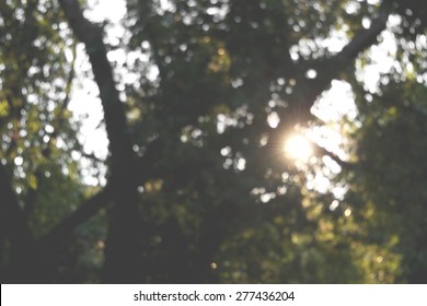 Sun shining through the trees - defocused background.