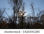 The sun shining through the trees in the forest
