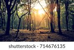 Sun Shining Through Trees In Forest