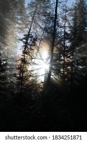 Sun shining through trees in forest
