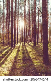 Sun shining through trees in the forest, sun rays, pine trees, grass, vertical shot