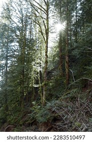Sun shining through trees in a forest