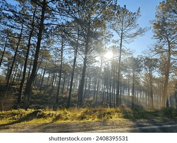 The Sun Shining through the Trees of a Forest by a Road in Portugal