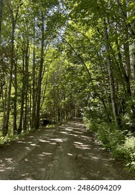 Sun shining through trees in forest 