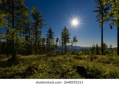 Sun shining through trees in a forest with mountains in the background