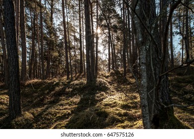 Sun shining through trees in forest outdoors park