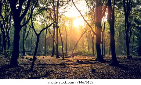 Sun Shining Through Trees In Forest