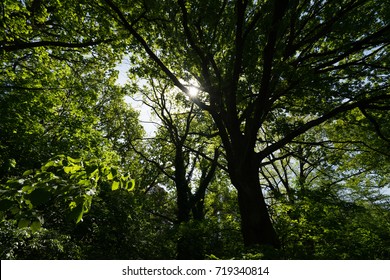 Sun Shining Through Trees In The Forest