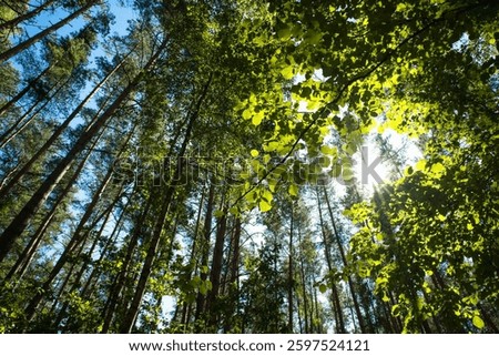 Sun Shining Through Trees of Green Forest