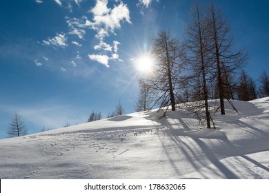 Sun shining through trees growing on a ridge