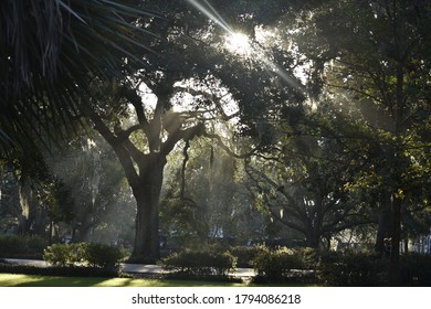 Sun Shining Through Trees Image