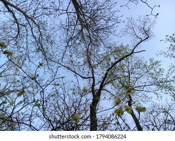 Sun Shining Through Trees Image