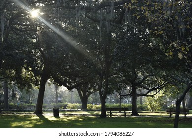 Sun Shining Through Trees Image