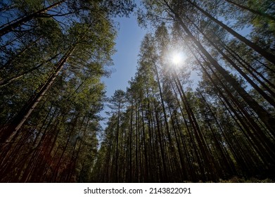 sun shining through trees , image taken in north germany, north europe