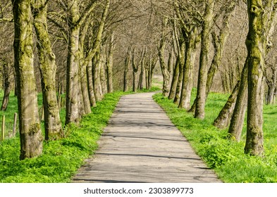 Sun shining through the trees lining a narrow country road near Schalkwijk, The Netherlands - Powered by Shutterstock