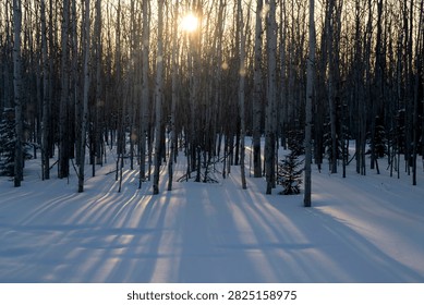 Sun shining through trees making shadows in the snow on a winter day in interior Alaska.