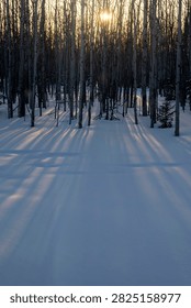 Sun shining through trees making shadows in the snow on a winter day in interior Alaska. 
