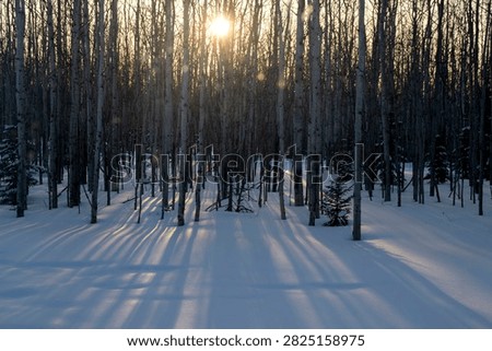 Sun shining through trees making shadows in the snow on a winter day in interior Alaska.