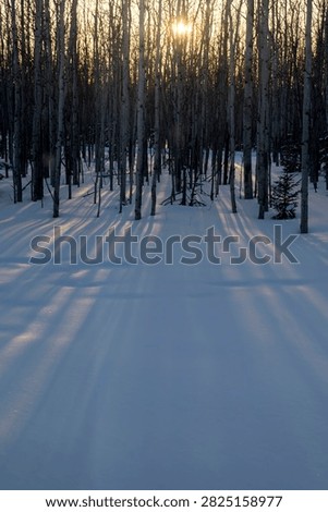 Sun shining through trees making shadows in the snow on a winter day in interior Alaska. 