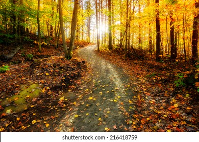 Sun shining through the trees on a path in a golden forest landscape setting during the autumn season. 