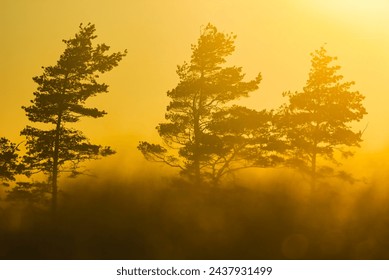 Sun Shining Through Trees on Foggy Day