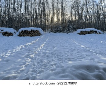 Sun shining through trees over snow  in a backyard on a winter day in Alaska. 