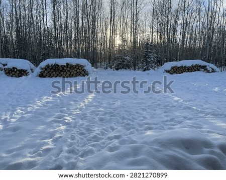 Sun shining through trees over snow  in a backyard on a winter day in Alaska. 