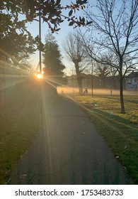 Sun shining through trees in the park