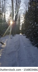 Sun shining through trees in the snow
