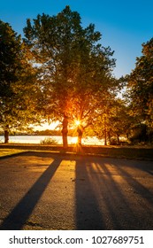 Sun shining through trees in summer