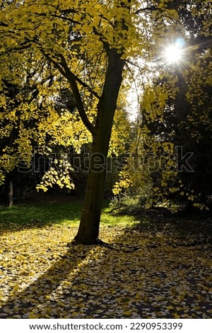 Similar – Herbstspaziergang mit Hund